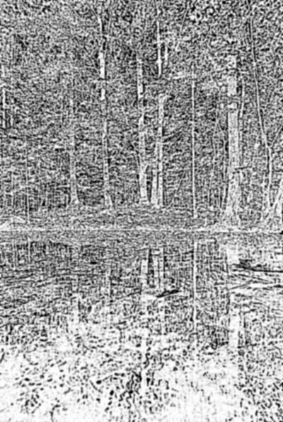 Zdjęcie lasu miejskiego w Giżycku